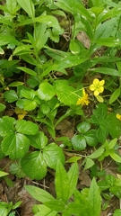 Waldsteinia ternata