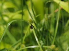 Physosmaragdina nigrifrons