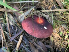 Russula purpureoflava