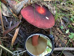 Russula purpureoflava