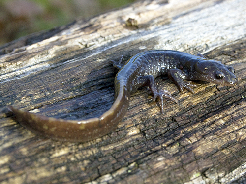 Long-toed Salamander