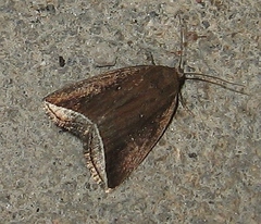 Capis curvata