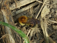 Bombus consobrinus