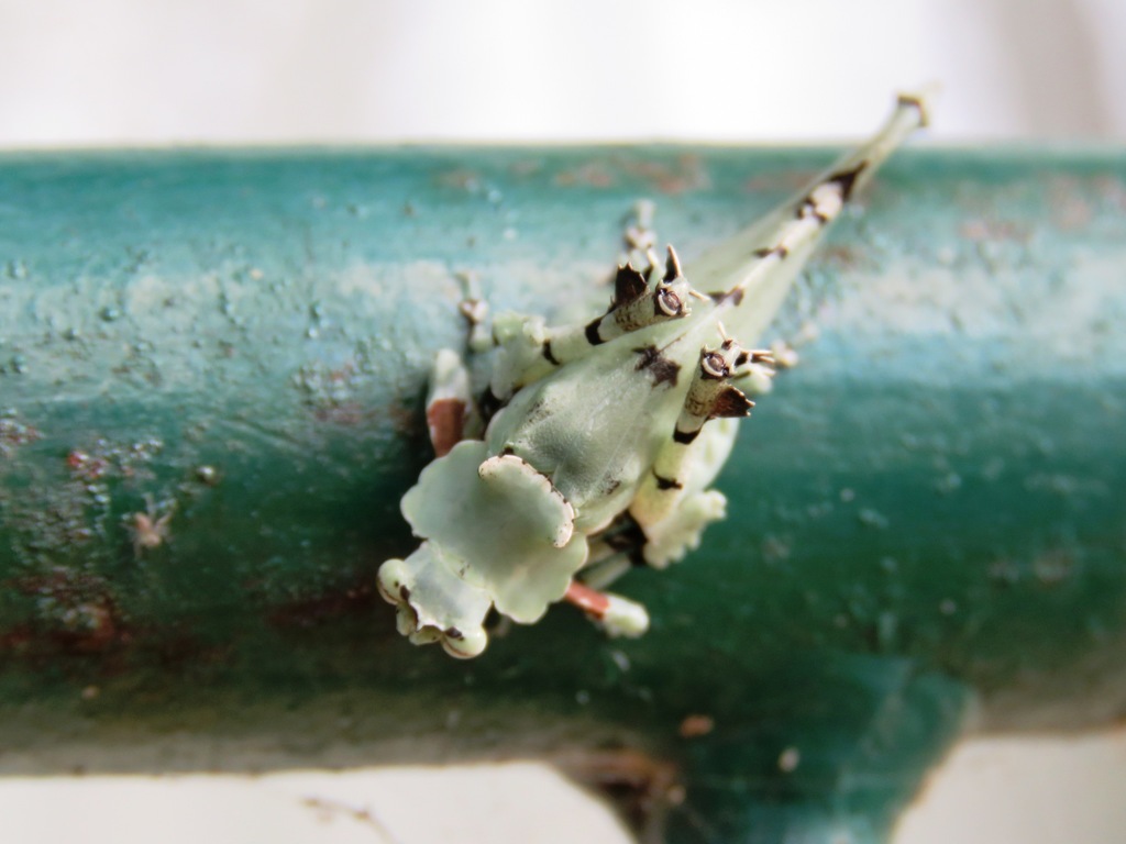 Lichenomorphus punctifrons