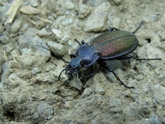 Carabus regalis
