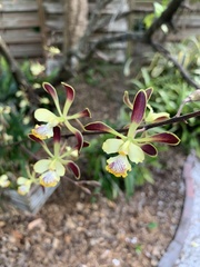 Encyclia alata