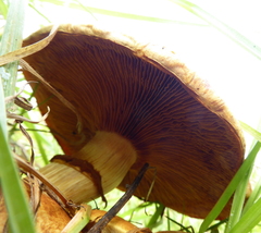 Agaricales