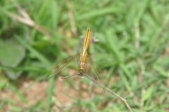 Crocothemis erythraea