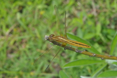 Crocothemis erythraea