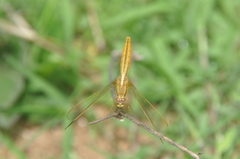 Crocothemis erythraea