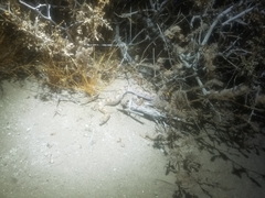 Phyllorhynchus decurtatus