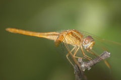 Crocothemis erythraea