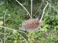 Dipsacus fullonum