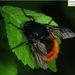 Bumblebee Bot Flies - Photo (c) Home Mountain, some rights reserved (CC BY-NC), uploaded by Home Mountain
