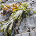 Silvetia compressa - Photo (c) rebafay, algunos derechos reservados (CC BY-NC), uploaded by Rebecca Johnson