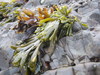 Golden Rockweed - Photo (c) rebafay, some rights reserved (CC BY-NC), uploaded by rebafay