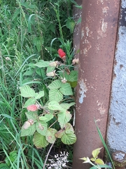Rubus × loganobaccus