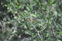 Crocothemis erythraea
