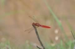 Crocothemis erythraea