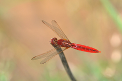 Crocothemis erythraea