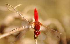 Crocothemis erythraea