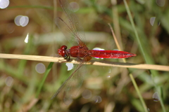 Crocothemis erythraea