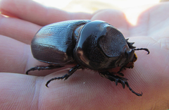 Oryctes rhinoceros