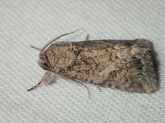 Spodoptera pecten