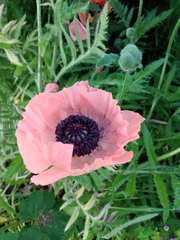 Papaver orientale