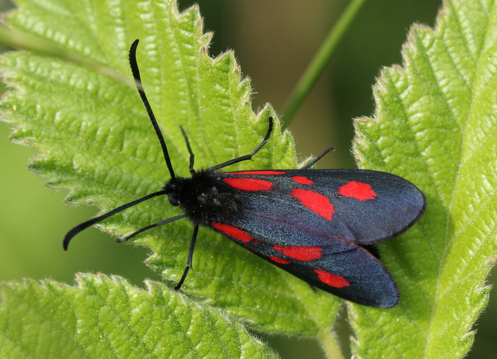 Zygaena romeo