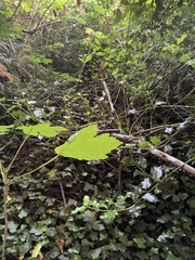 Acer pseudoplatanus