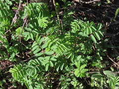 Sanguisorba canadensis