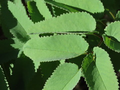 Sanguisorba canadensis