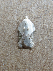 Acleris subnivana