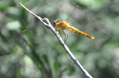 Crocothemis erythraea