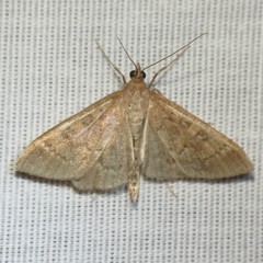 Mecyna mustelinalis
