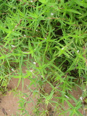 Hexasepalum apiculatum