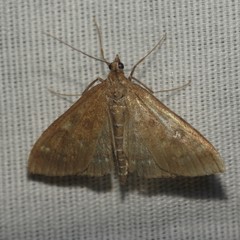 Mecyna mustelinalis