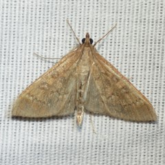 Mecyna mustelinalis