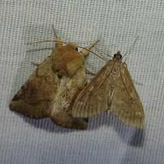 Mecyna mustelinalis