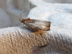 Olethreutes inornatana