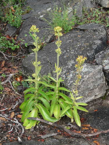 Sneeze Plant