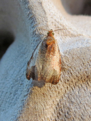 Olethreutes inornatana