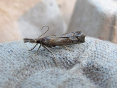 Neodactria luteolellus