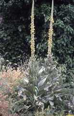 Verbascum macrurum