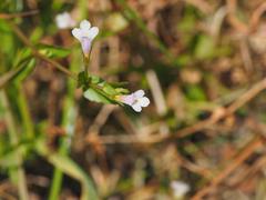 Torenia anagallis