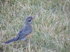 Turdus migratorius