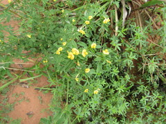 Stylosanthes