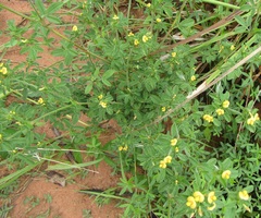 Stylosanthes