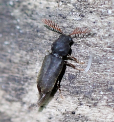 Ptilinus